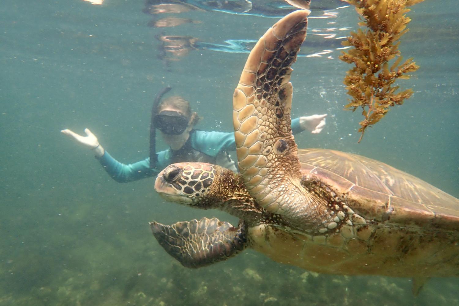 一名<a href='http://m3s6.spreadcrushers.com'>全球十大赌钱排行app</a>学生在Galápagos群岛游学途中与一只巨龟游泳.